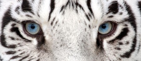 White Tiger Fall Hamburg Nahaufnahme des Gesichtes eines weißen Tigers