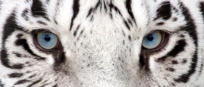 Nahaufnahme des Gesichtes eines weißen Tigers