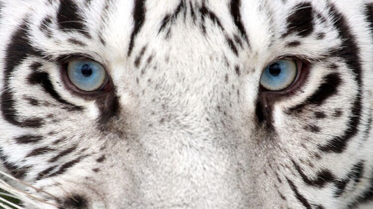 Eine Nahaufnahme des Gesichtes eines weißen Tigers