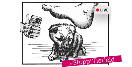 Tierleid im Internet stoppen Tierleid im Internet stoppen