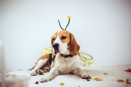 Verkleideter Hund Social Media Verkleideter Hund Social Media