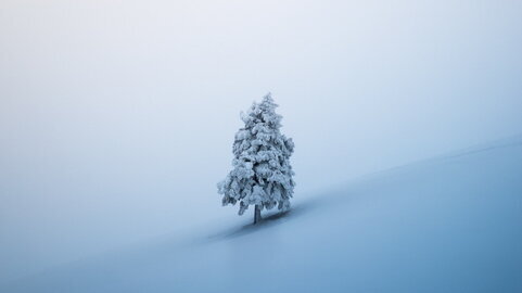 Ein einsamer Tannenbaum in einer Schneelandschaft