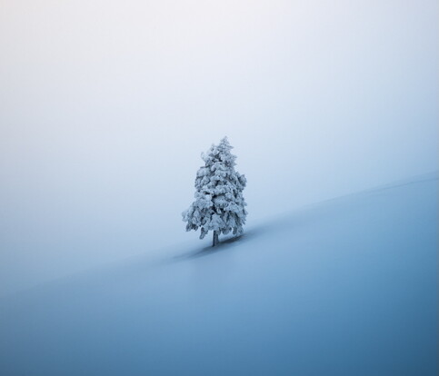 Ein Tannenbaum in einer Schneelandschaft