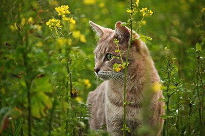 Katze im Freien