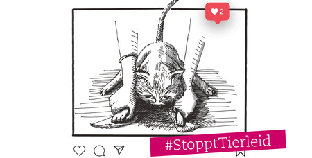 Kampagne #StopptTierleid Kampagne #StopptTierleid